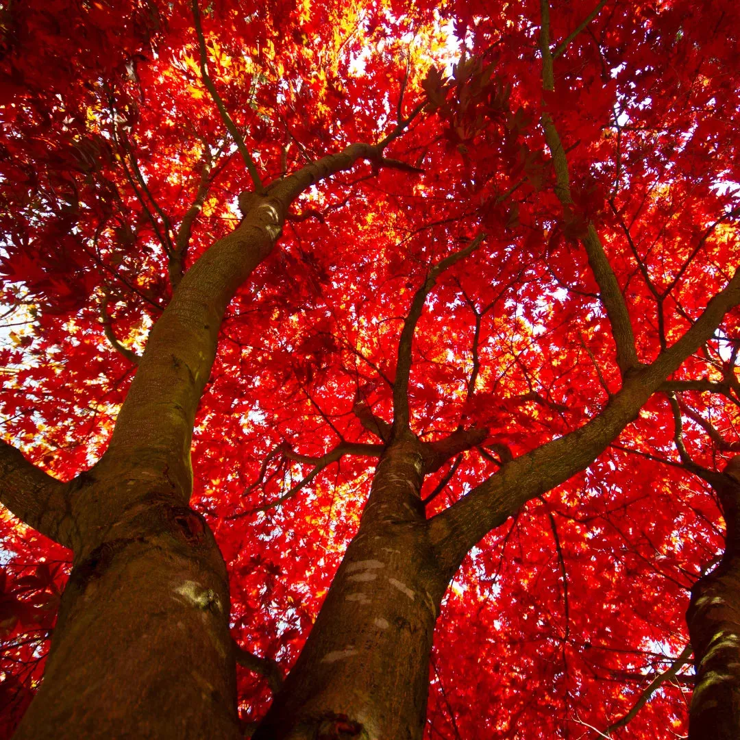 Red Sunset® Maple Tree