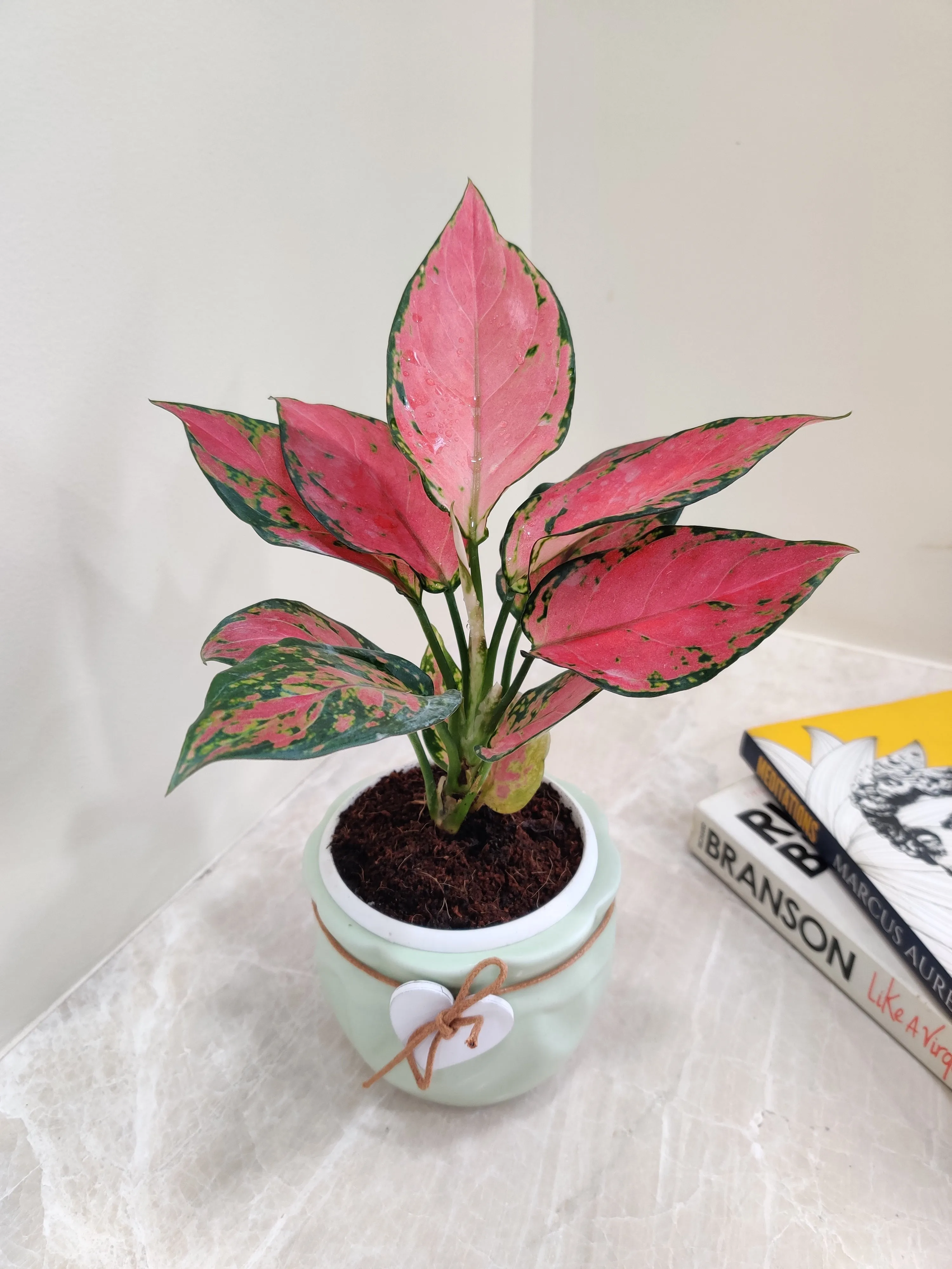 Vibrant Aglaonema Beauty for Corporate Gifting